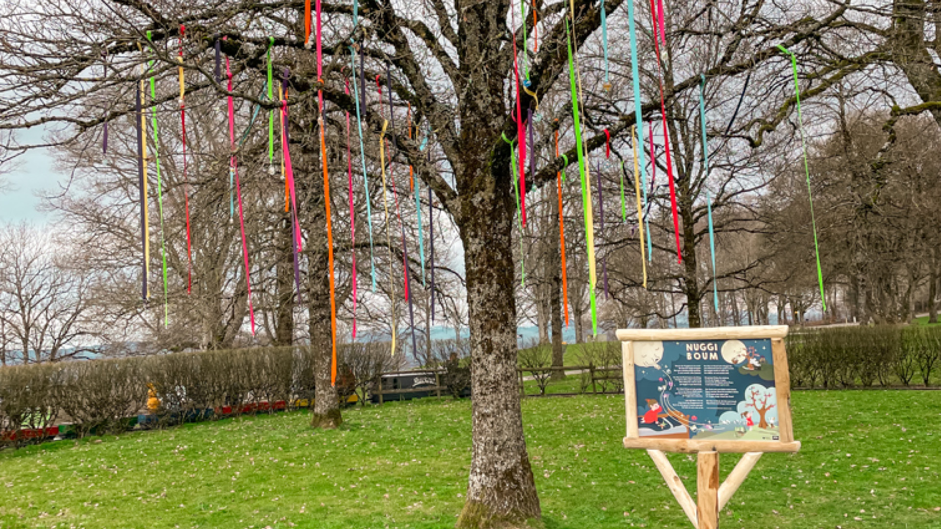 Der neu eingeweihte Baum mit farbigen Baumwollbänder mitten im Park.