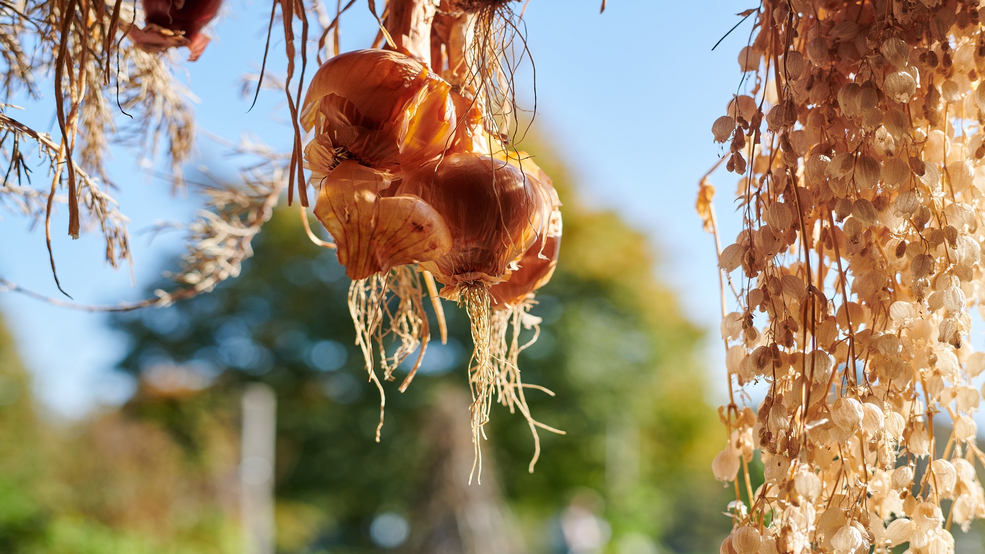 Hanging dried flowers and onions