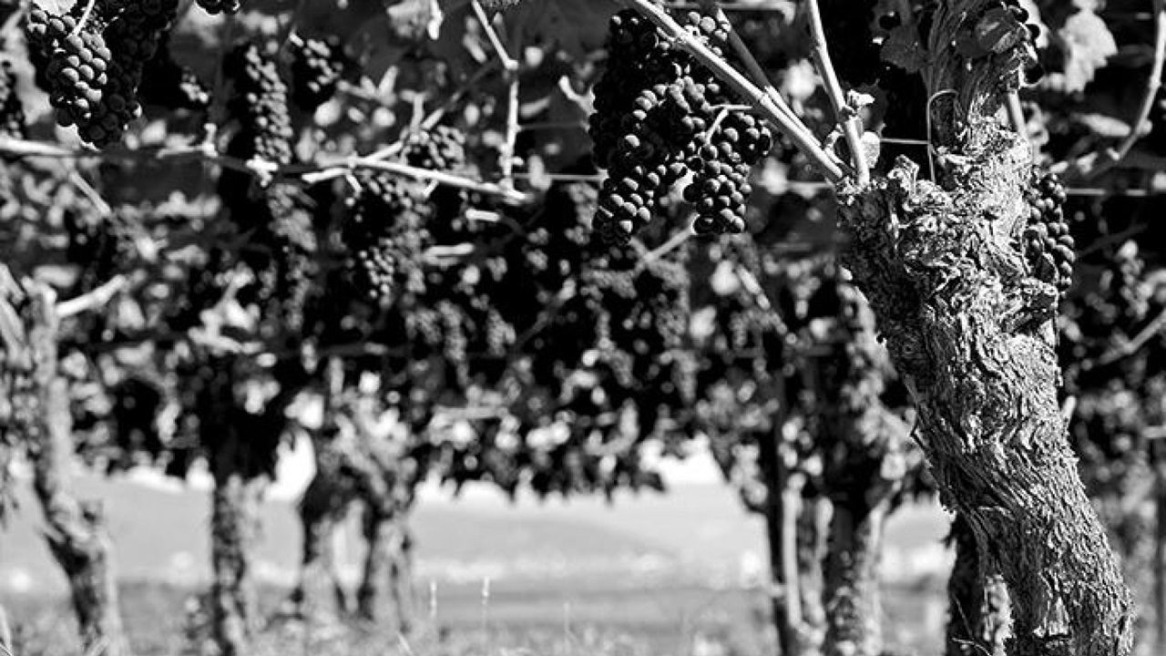 A vineyard on the Gurten