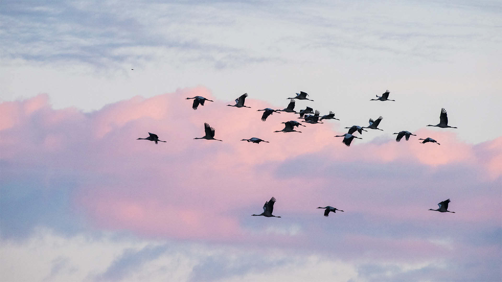 A flock of flying geese against pink clouds in the evening sky