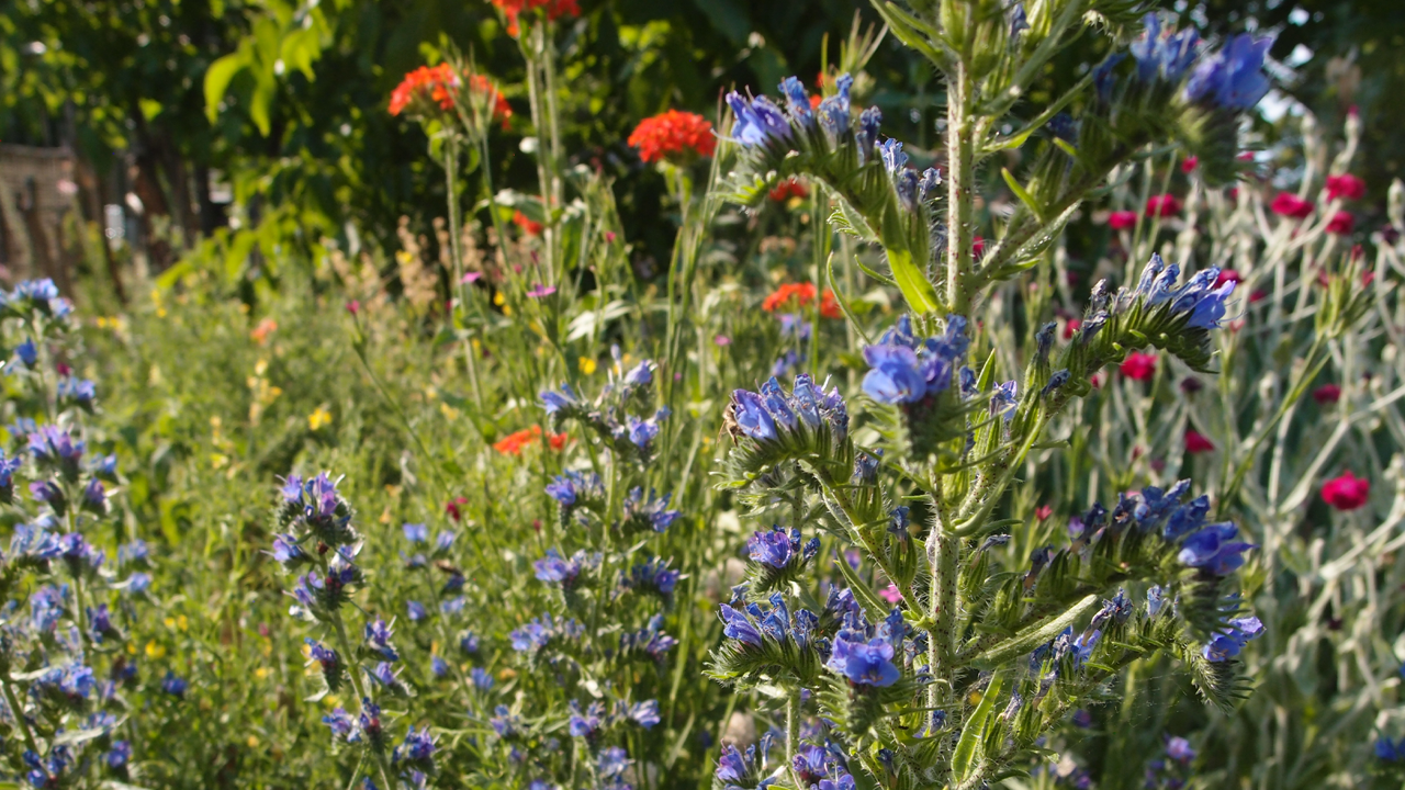 A flower meadow with purple and red flowers.