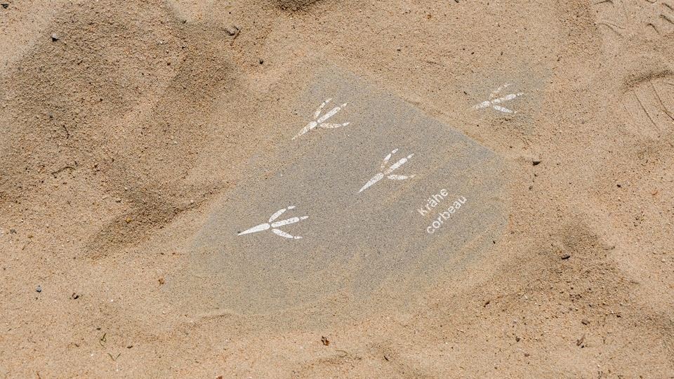 Du sable avec des traces de corbeaux au sol en dessous.