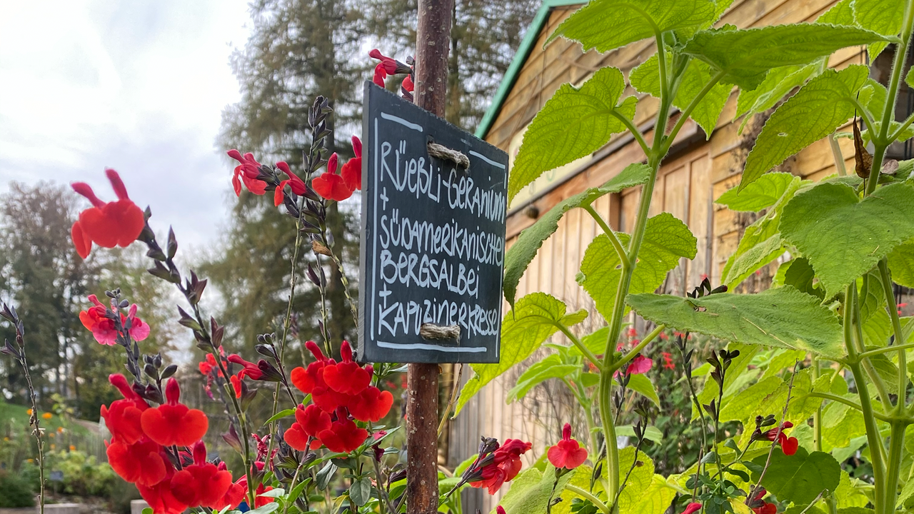 ein schwarzes Schild mit weisser Kreideschrift steht im Gurtengärtli zwischen roten Blüten und grünen Blättern