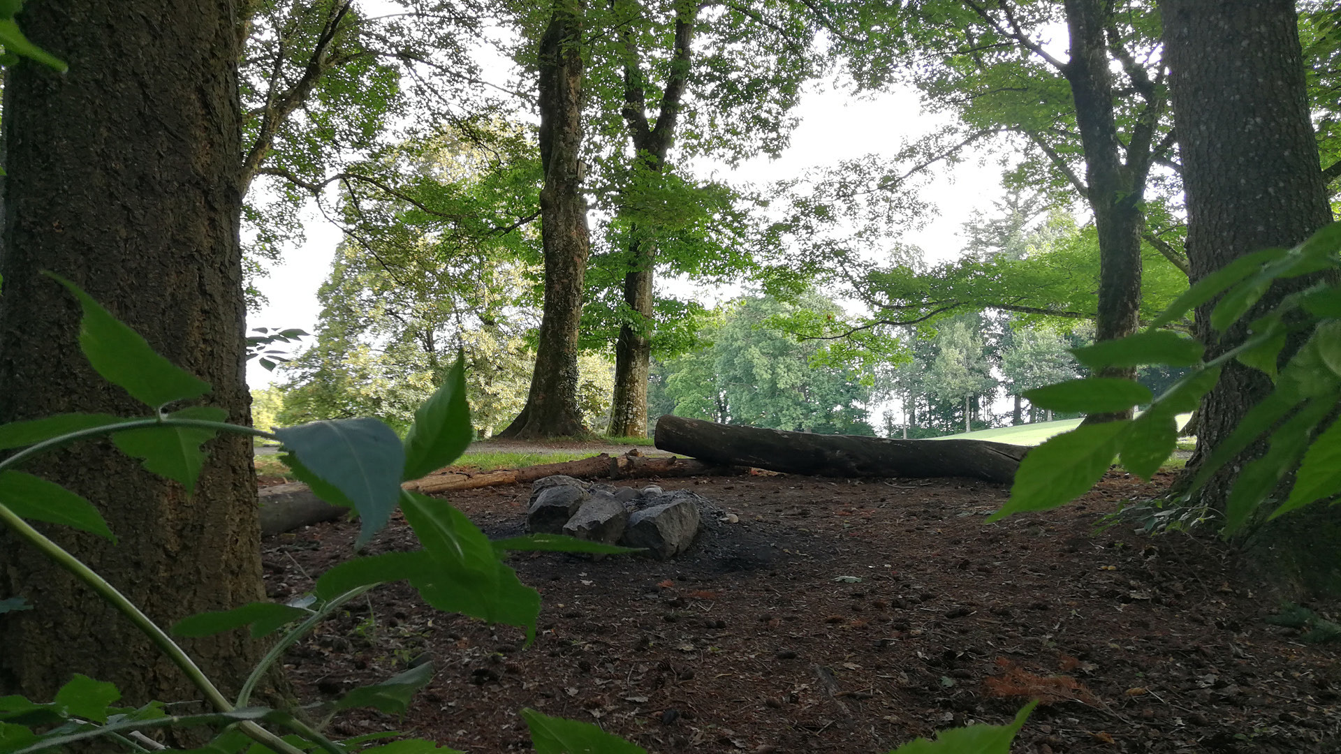 The barbecue in the wood is at the edge of the wood with tree trunks around the fire.