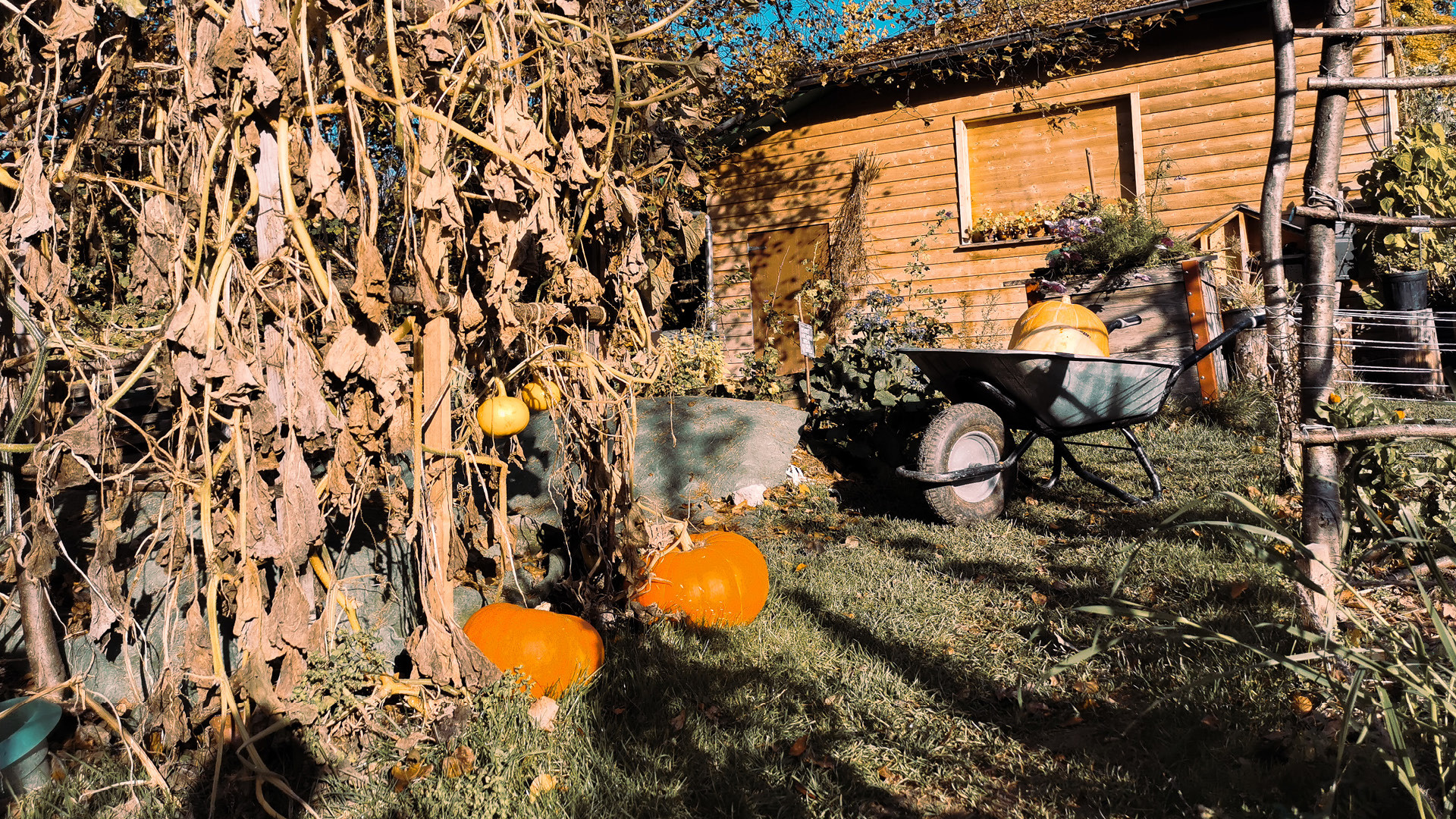 Das Gurtengärtli im Herbst mit Kürbissen.