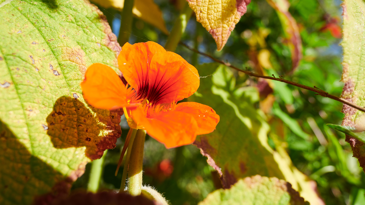A flower with orange petals.